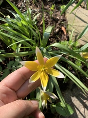 Tulipa dasystemon