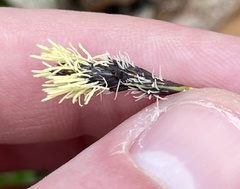 Carex montana