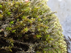 Cinclidotus riparius