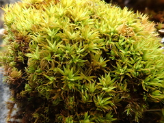 Tortella inclinata