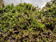 Cinclidotus riparius