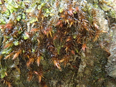 Orthothecium rufescens