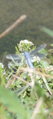 Erythemis collocata