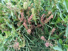 Rumex