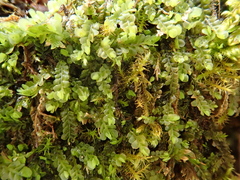 Pedinophyllum interruptum