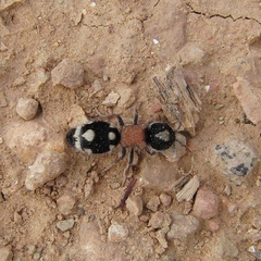 Ronisia barbarula