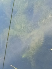 Myriophyllum quitense