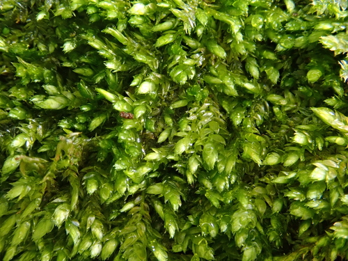 Image of Taxiphyllum wissgrillii by (c) Christian Berg, some rights reserved (CC BY)