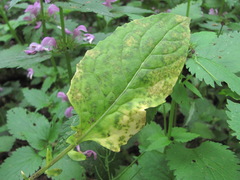 Hyaloperonospora hesperidis