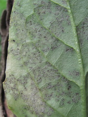 Hyaloperonospora hesperidis