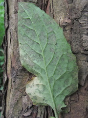 Hyaloperonospora hesperidis
