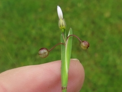 Sisyrinchium rosulatum