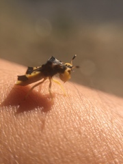 Phymata americana americana
