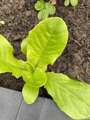 Lactuca