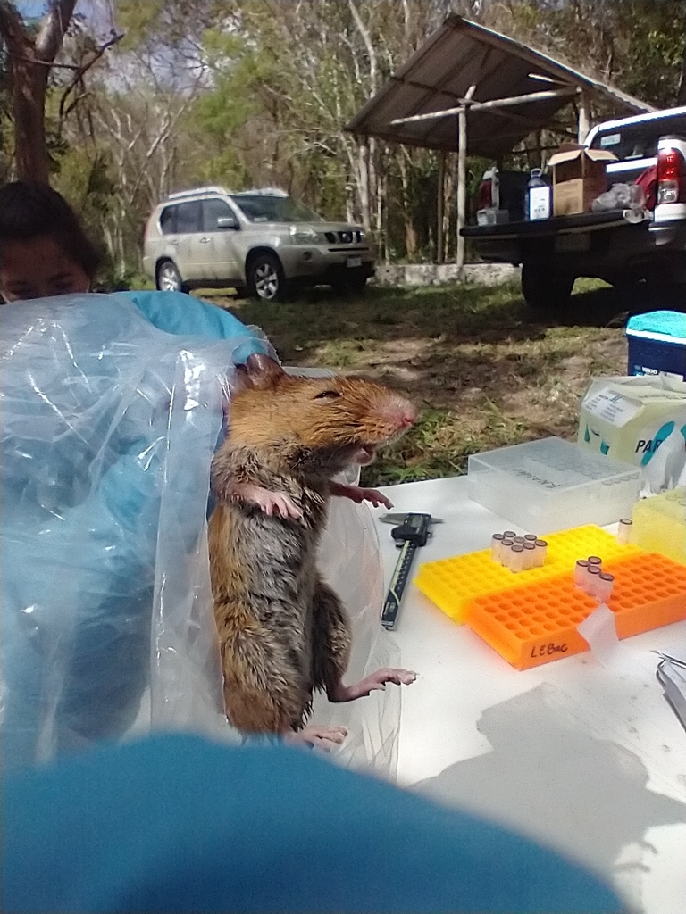 Coues' Rice Rat from Calakmul, Camp., México on May 04, 2022 at 10:05 ...