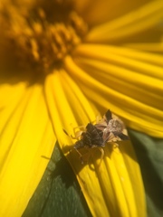 Phymata americana americana