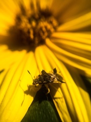 Phymata americana americana