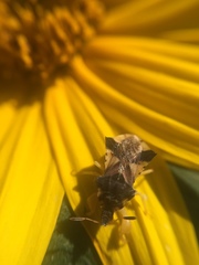 Phymata americana americana