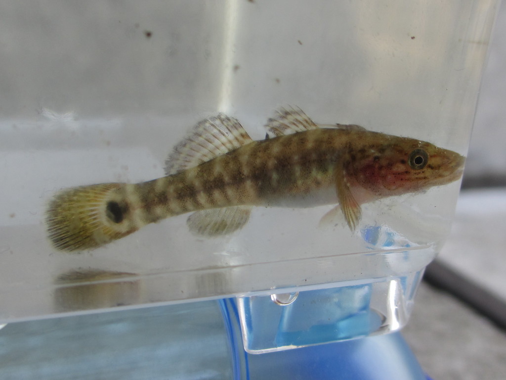 Gluttonous Goby