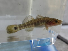 Chaenogobius gulosus