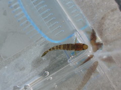Chaenogobius gulosus