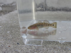 Chaenogobius gulosus