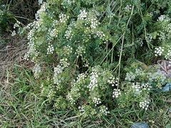 Conium maculatum