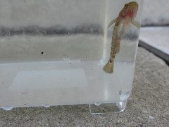Chaenogobius gulosus