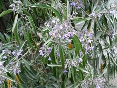 Solanum nitidum