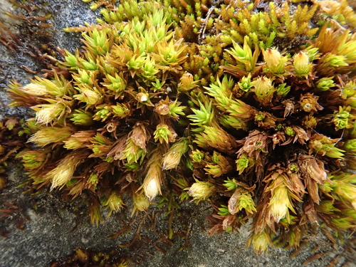 Image of Orthotrichum cupulatum by (c) Christian Berg, some rights reserved (CC BY)