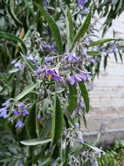 Solanum nitidum