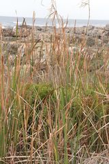 Typha capensis