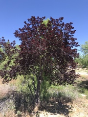 Prunus cerasifera pissardii