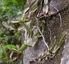Rhipsalis triangularis