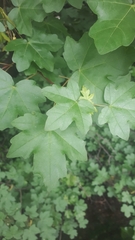 Acer campestre