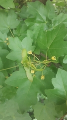 Acer campestre
