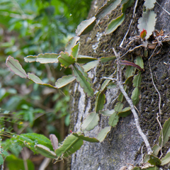 Rhipsalis triangularis