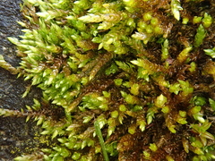 Rhynchostegium murale