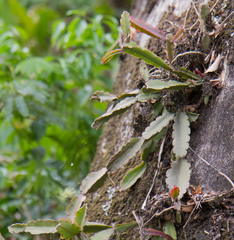 Rhipsalis triangularis