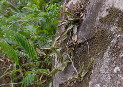 Rhipsalis triangularis
