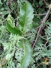 Rumex