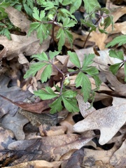 Anemonoides nemorosa