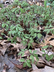 Anemonoides nemorosa