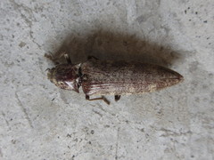 Pectocera fortunei
