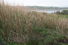 Typha capensis