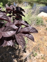 Prunus cerasifera pissardii