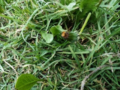 Taraxacum officinale