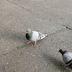 Columba livia