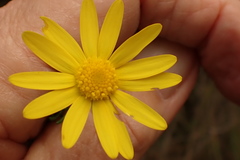 Euryops pinnatipartitus
