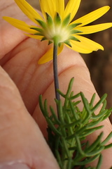 Euryops pinnatipartitus